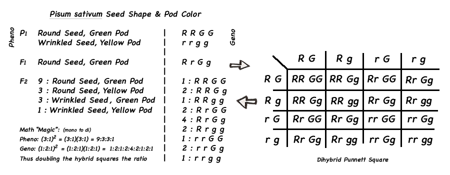 Dihybrid Cross